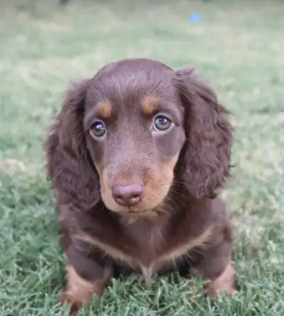 Pure Miniature Dachshund Puppies Ready, View more