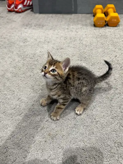 Chaton Bengal, View more
