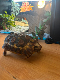 Hinge back tortoise