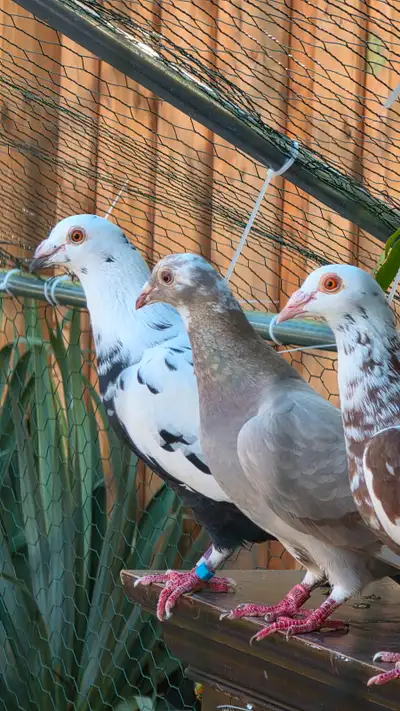 Pigeons for sale., View more