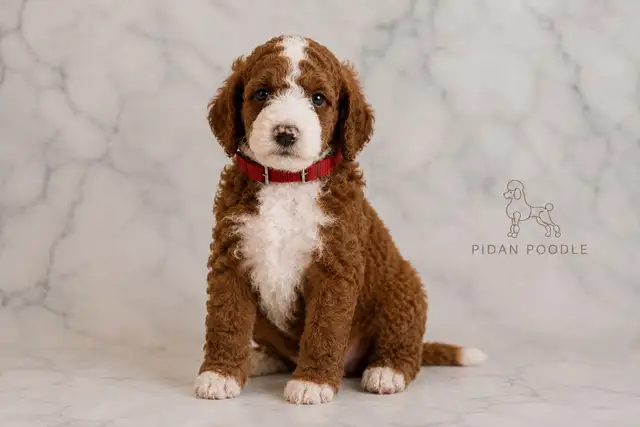 Adorable Standard Poodle Puppies in Dogs & Puppies for Rehoming in Richmond - Image 3