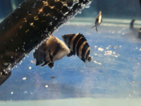 4 Bar Indo Tiger Datnoids for Rehoming!!