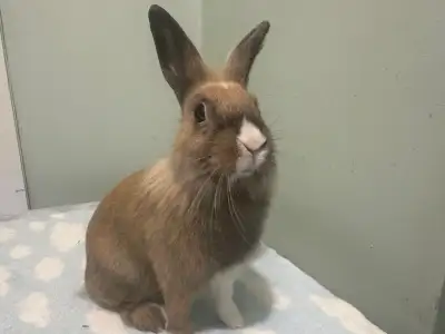 Beautiful Dwarf Girl Bunny, View more