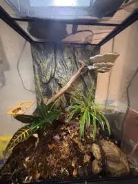 Bio active terrarium with crested geckos 