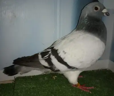 Show Homer mâle pigeon FE309, View more