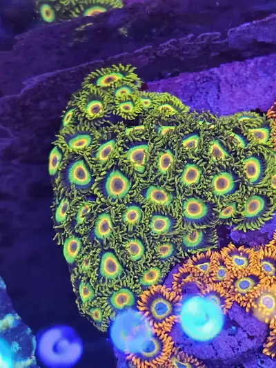 Rasta zoanthid coral frags, View more