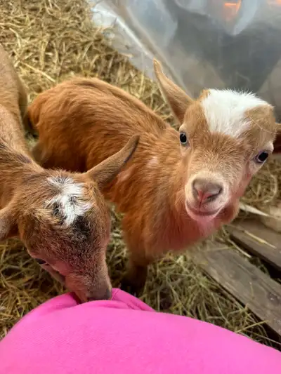 Nigerian Dwarf Bucklings, View more