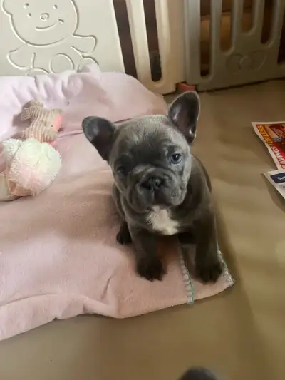 French bulldog puppies, View more