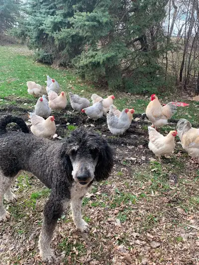 Looking for a guardian home for an older male, CKC and AKC reg standard poodle stud. He’s very sweet...