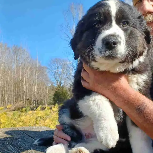 Large breed puppies NEW PRICE in Dogs & Puppies for Rehoming in Norfolk County - Image 6