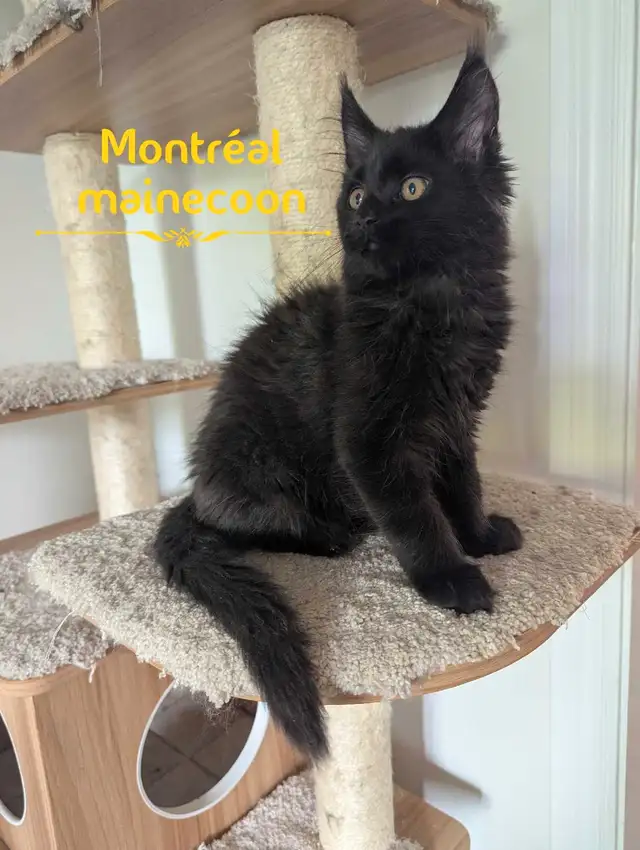 Maine Coon pure race in Cats & Kittens for Rehoming in City of Montréal - Image 5
