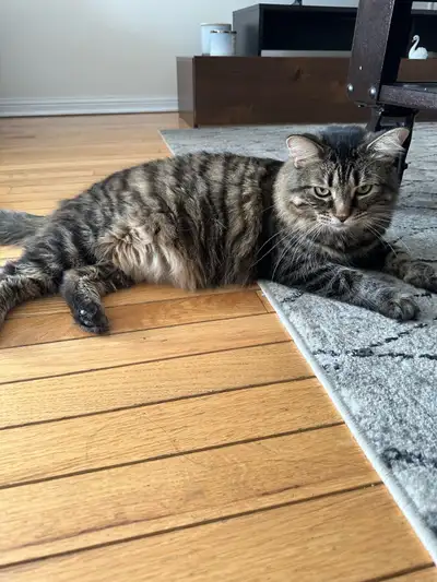 I am looking for a loving forever home to rehome my adorable cat due to personal issues. Her details...