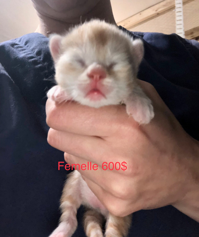 Beaux petits chatons Maine Coon croisés Highland Lynx à vendre! dans Chats et chatons à adopter  à Lanaudière