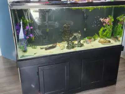 120gal Aquarium for Sale, View more