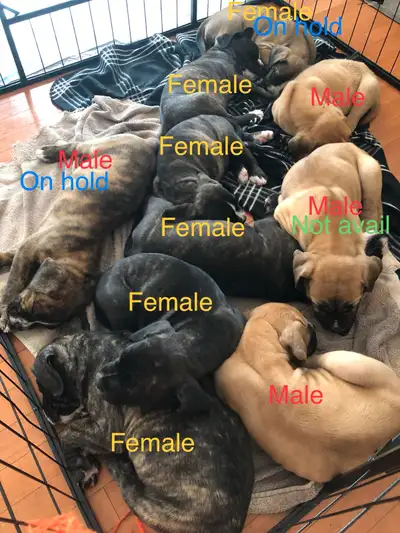 Argentino X Corso Puppies Have Arrived!!!!!, View more
