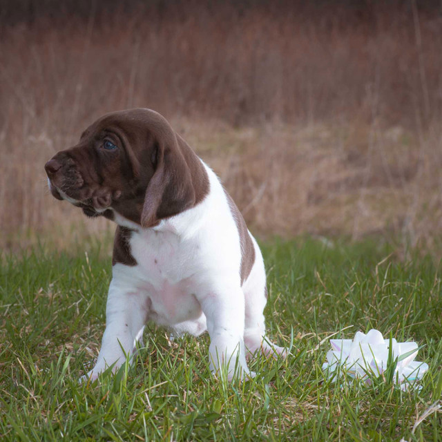 German shorthaired  pointer puppies  in Dogs & Puppies for Rehoming in North Bay