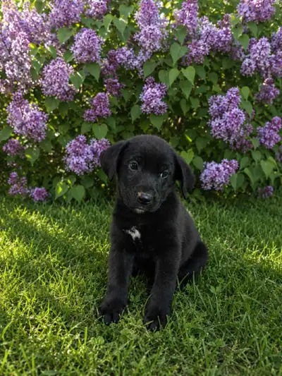 Magnifique chiot labrador golden, View more