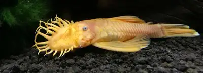 Bristlenose pleco (cool hardy fish) babies for sale, View more