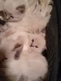 Siamese/ragdoll kittens for rehoming