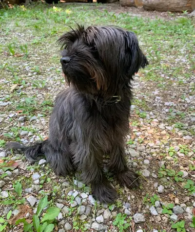 Sweet Yorkie-Poo Looking for her Forever Home, View more