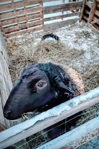 Katahdin / Dorper Ram, View more
