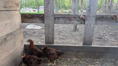 I am selling 12 purebred Rhode Island Red chickens. They are 7 weeks old. I am selling 10 Roosters a...