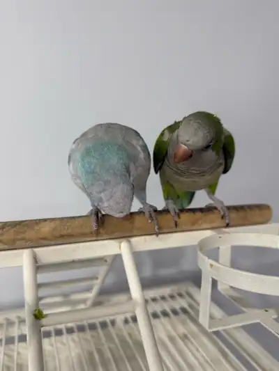 Quaker Parrot (pair), View more