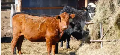 heifer calves wanted, View more