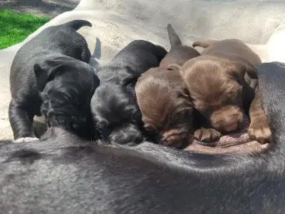  English Lab × Small Munsterlander Puppies, View more