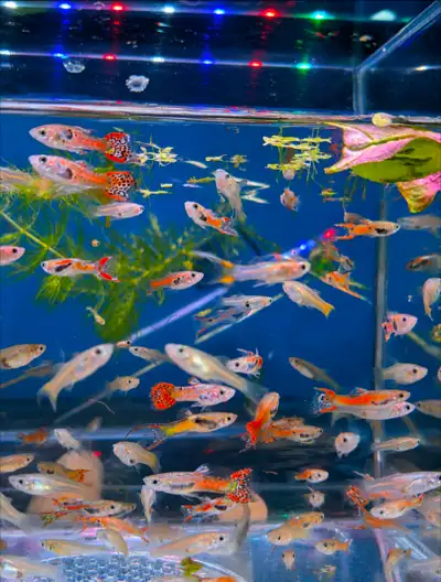 Endler Guppies Hybrid, View more
