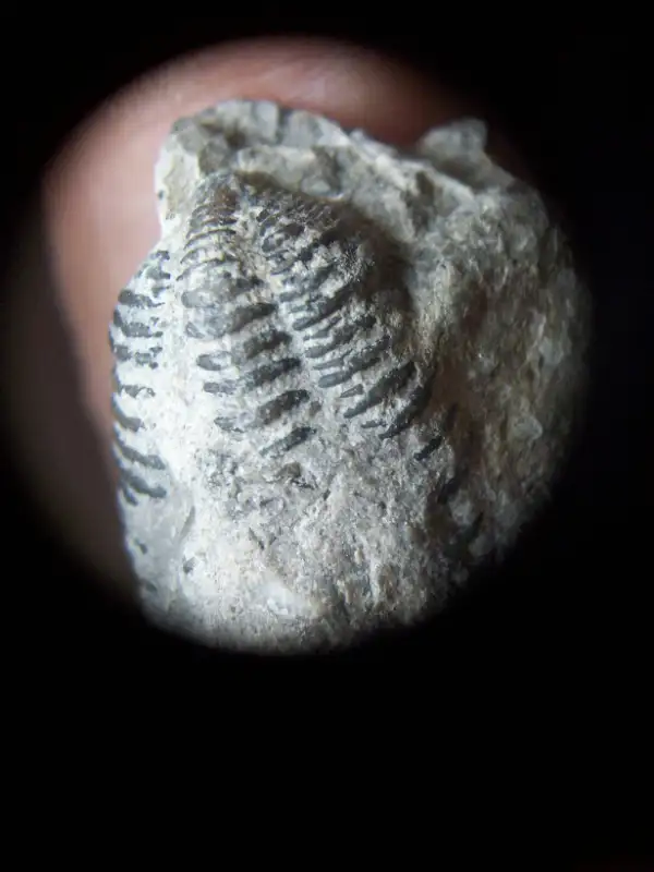 FLEXICALYMENE TRILOBITE in Arts & Collectibles in Oshawa / Durham Region - Image 5