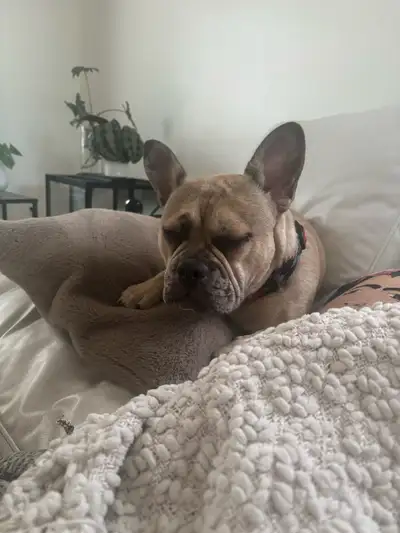 Bouledogue français à adopter – Prix à discuter, View more