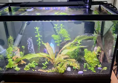 Cherry Shrimp, Ramshorn snails and plants for sale, View more