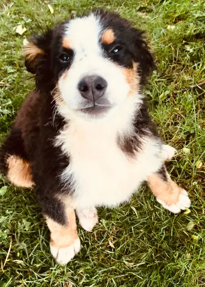 Bernese Mountain Dog puppies Parents are registered Bernese   , View more