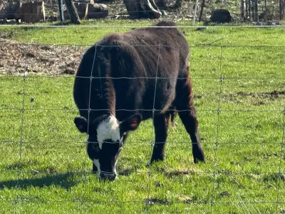 Fiona is 8 months old and cycling well! Great for babies or beef!