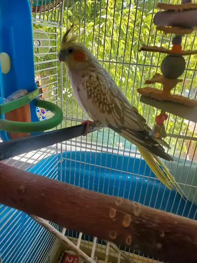 5 year old female cockatiel, healthy lays eggs. Friendly - loves to be out of cage and climb on you....