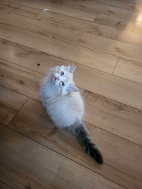 Adorable 10-Week-Old Ragdoll Male Kitten for Sale!