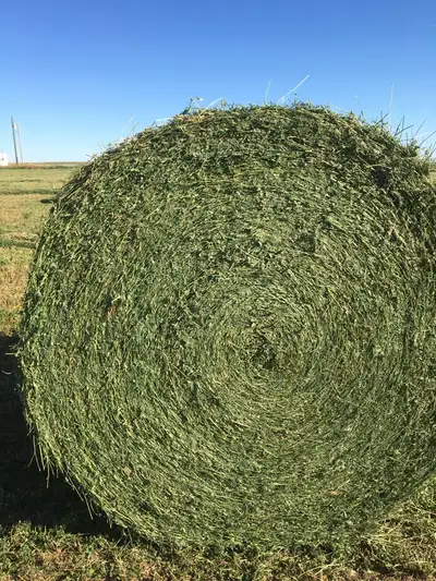 PREMIUM ALFALFA HAY, View more