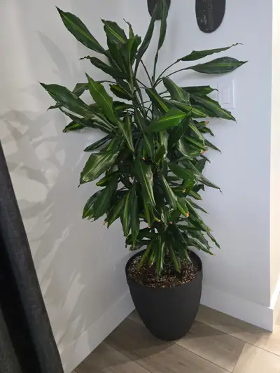 Large houseplant, View more