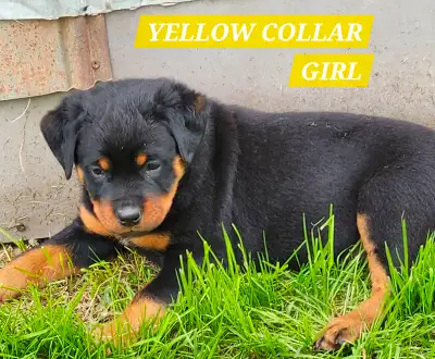 WE HAVE 5 ADORABLE FEMALES READY FOR THEIR NEW HOME NOW, AND REMEMBER EVERYBODY ITS FATHERS DAY WEEK...