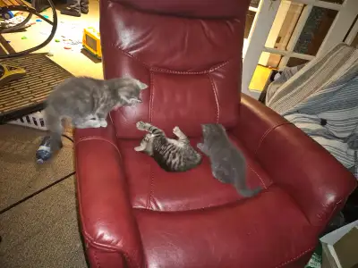8 week old all female kittens, View more