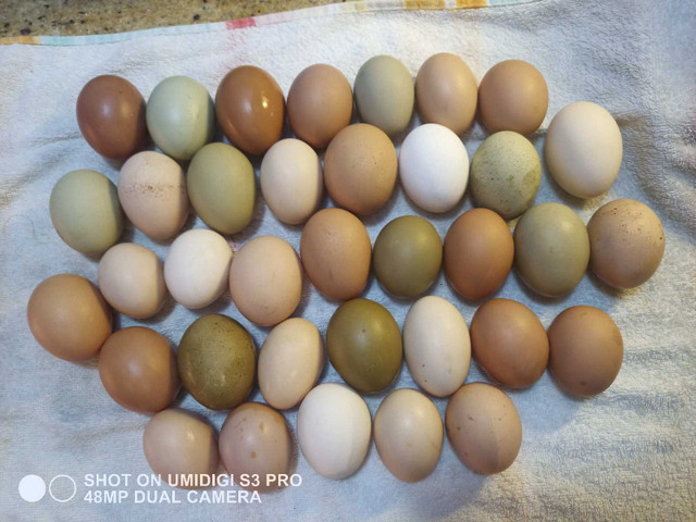 Fertilized eggs for sale  in Equestrian & Livestock Accessories in Mississauga / Peel Region - Image 3