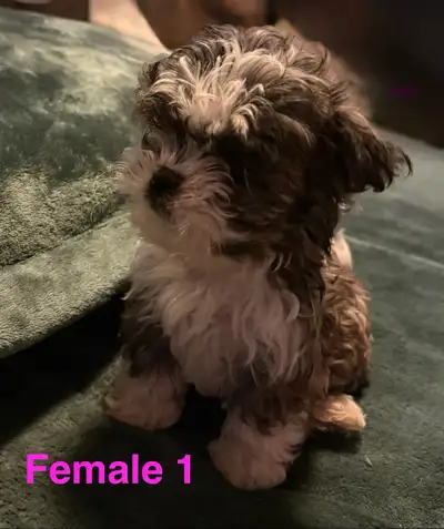 Gorgeous Shih Tzus Looking For Their Furever Homes, View more