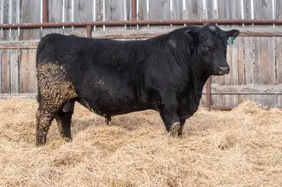 Registered 2 Year Old Black Angus Bulls, View more