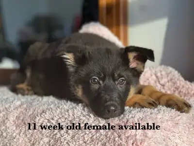 LARGE PUREBRED CKC REGISTERED GERMAN SHEPHERD PUPPIES, View more