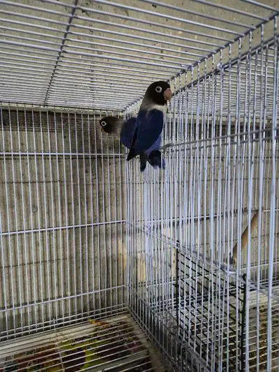 I'm selling this lovely pair. They are ready to mate and are about a year old. They had two babies i...