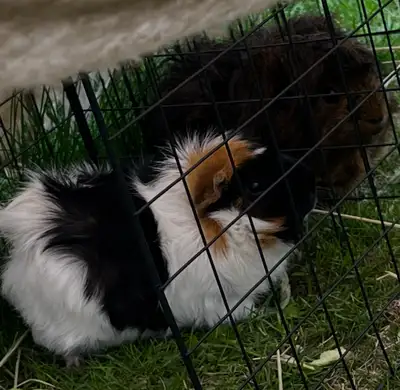 2 male Guinea pigs free to a good home. They get fresh hay and veggies every day, nail trims every 6...
