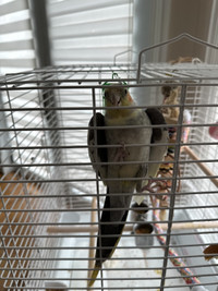 Male cockatiel including cage