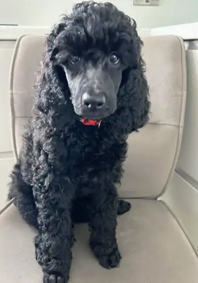 Rehoming Standard Poodle, View more