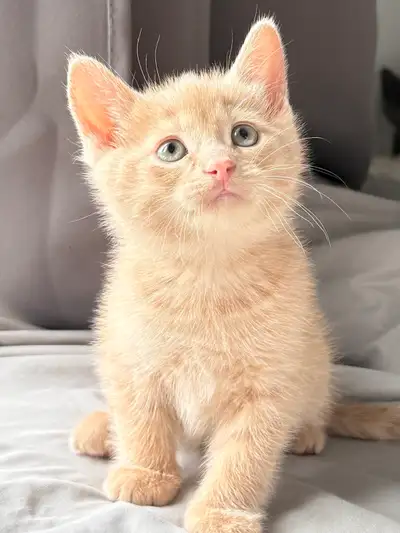Rehoming Male Kitten, View more